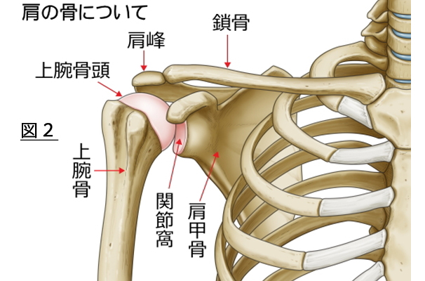 烏口突起の位置